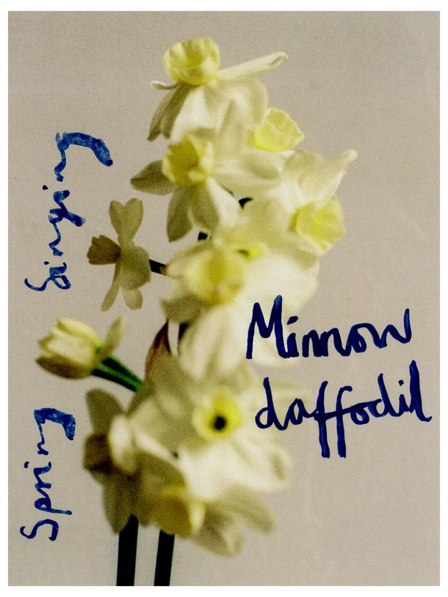 Spring Singing, Minnow Daffodil