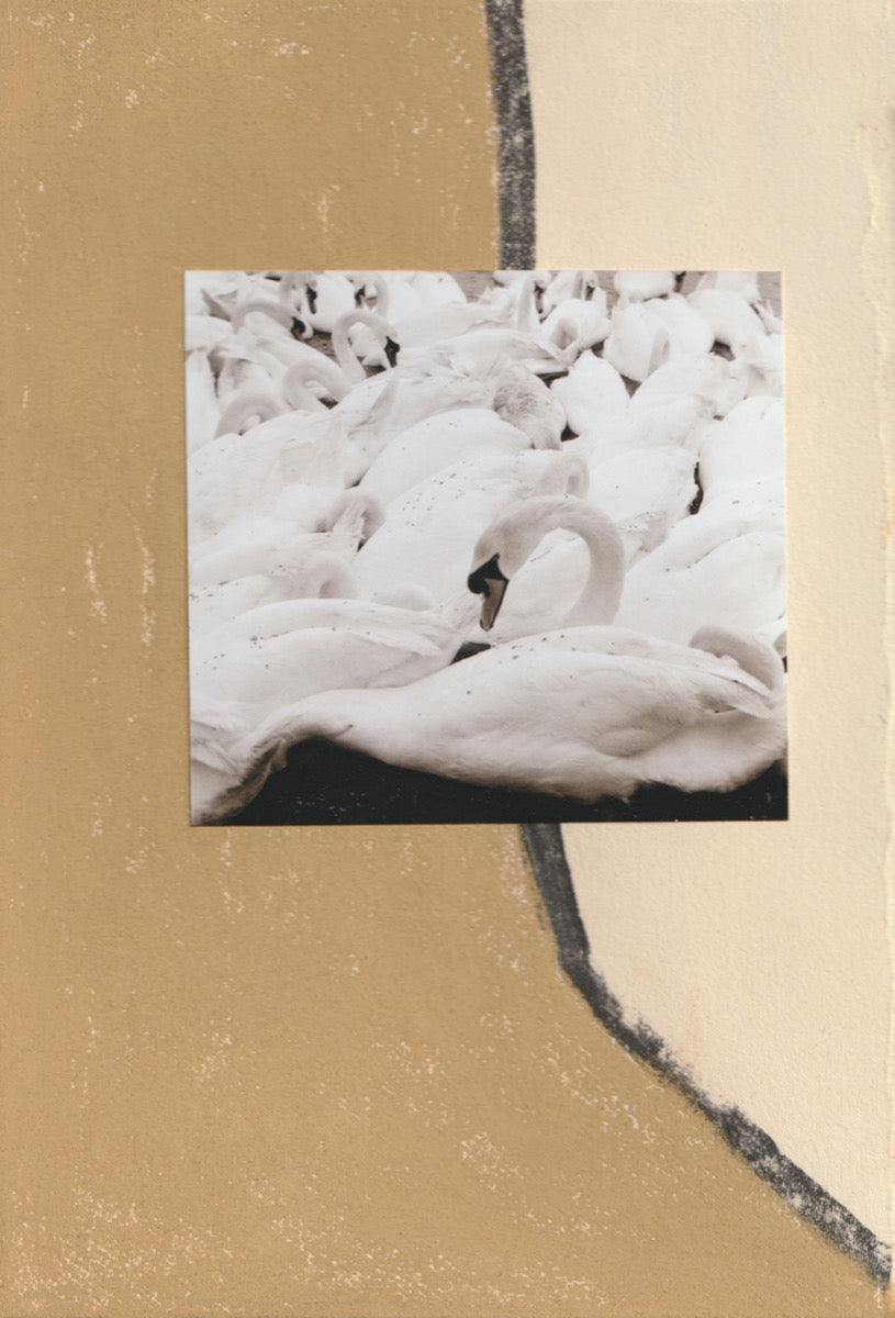 Swan Collage III (Framed)