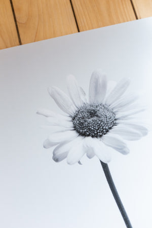Tall Daisy