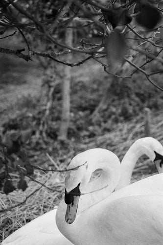 The Swannery