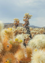 Load image into Gallery viewer, Cholla Cactus