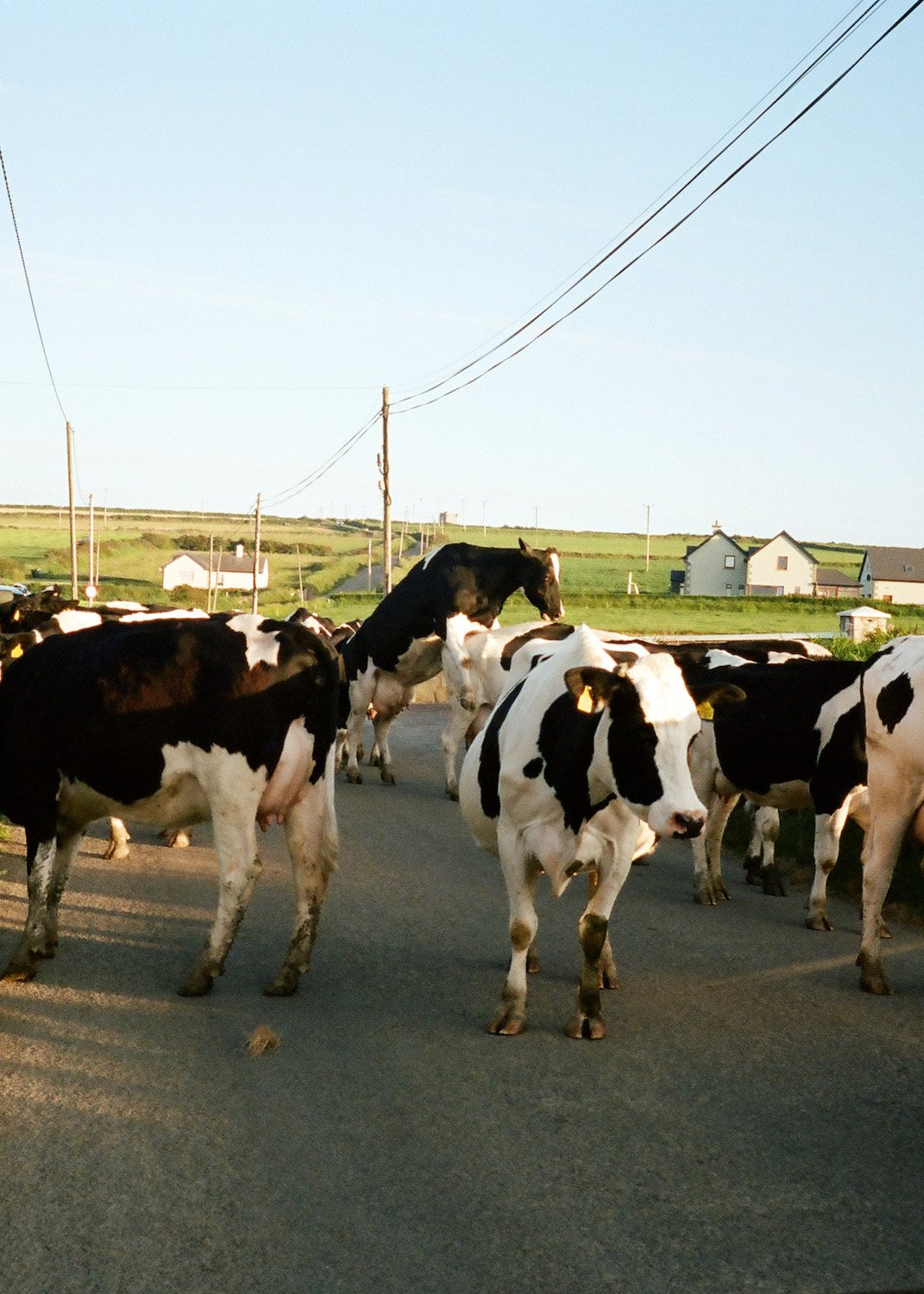 The Cows, Ireland | Lily Bertrand-Webb | Photography | Partnership Editions