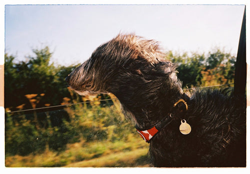 The Dog, Cornwall, | Lily Bertrand-Webb | Photography | Partnership Editions