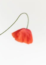 Load image into Gallery viewer, Red Drop