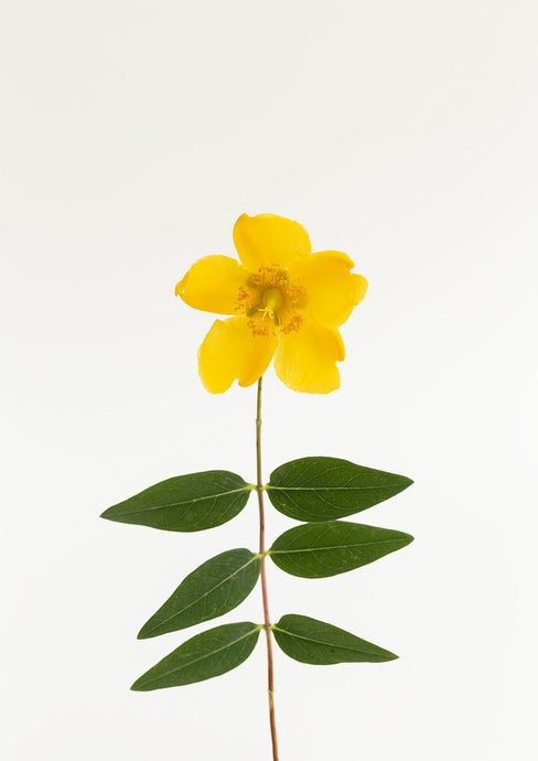 Yellow Leaves